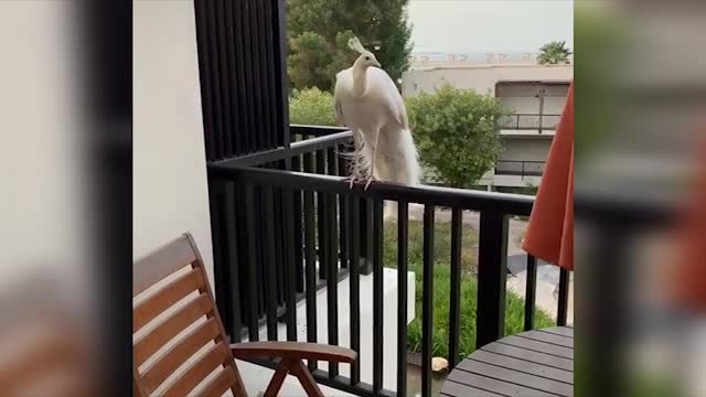 Джикия общается с птицами