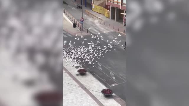 Птицы преследуют женщину, отважившуюся выйти из дома