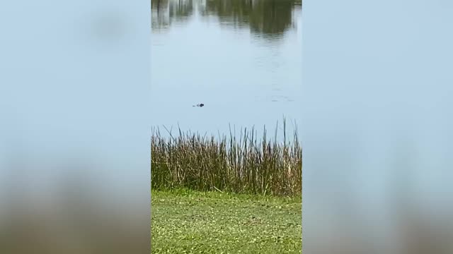 Серена Уильямс увидела крокодила во время прогулки