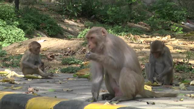 Животные заполонили улицы Индии, опустевшие из-за карантина