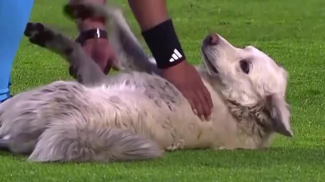 Собака украла бутсу во время матча в Боливии