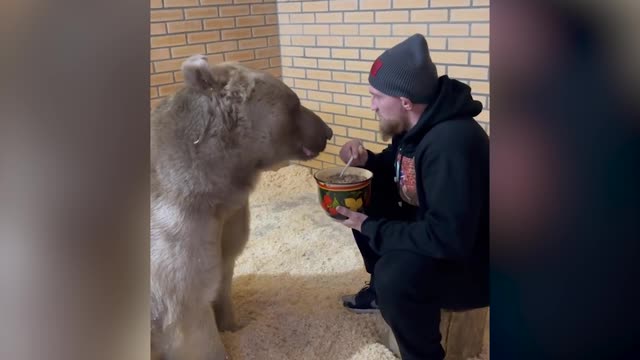 Дмитрий Кудряшов накормил с ложечки медведя
