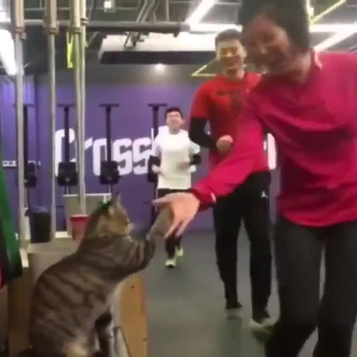 Кот мило поддерживает спортсменов на тренировке