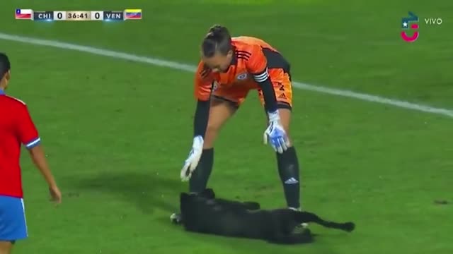 Собака выбежала на поле в матче женских сборных Чили и Венесуэлы