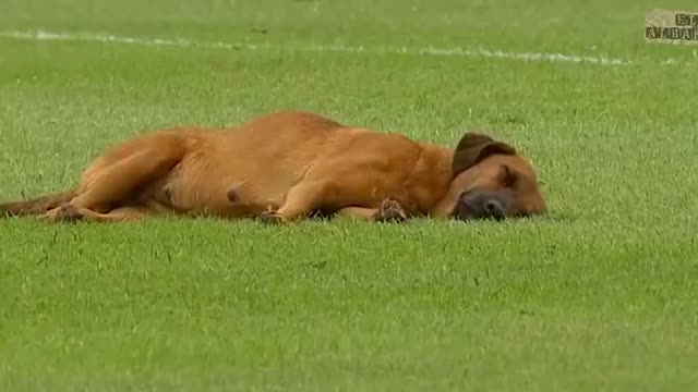 В Парагвае задержали начало матча из-за спящей на поле собаки
