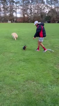 Ник Кирьос забавно играет с собаками на лужайке