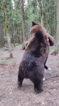 Соперник Шлеменко Ясубей Эномото провёл спарринг с медведем
