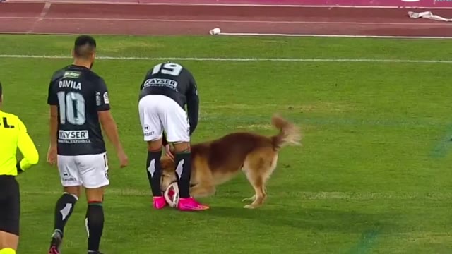Собака выбежала на поле во время матча и отобрала мяч у игроков