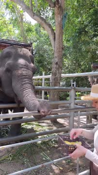 Медведева показала, как кормит слона на отдыхе