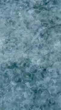 Море в анапе кишит медузами