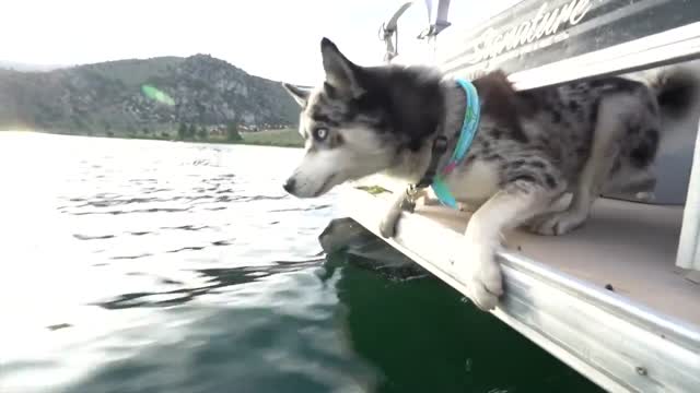 Логан Пол доказывает, что не сталкивал свою собаку в воду