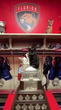 Беннетт привёз приз самому ценному игроку плей-офф в кошачий приют