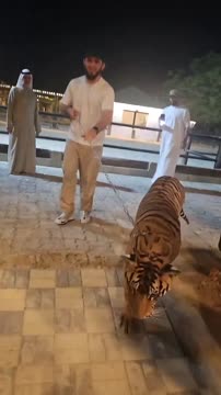 Ислам Махачев выгулял тигра на поводке