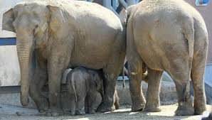Слоны — соседи «Зенита»