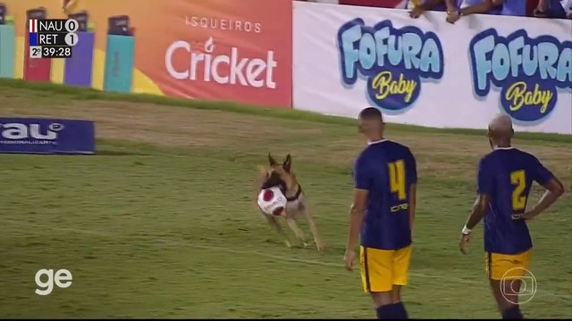 Cобака отобрала мяч у футболистов в Бразилии во время матча