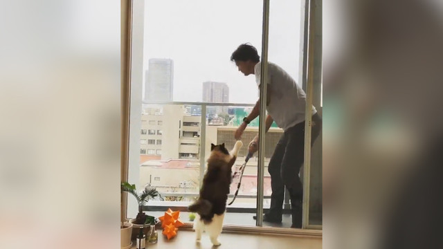 Японский теннисист отрабатывает удары на балконе. А кот вне игры