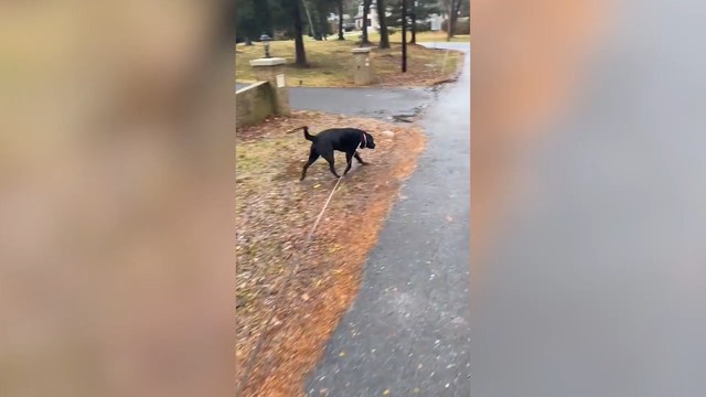 Овечкин выложил видео с прогулки с собакой