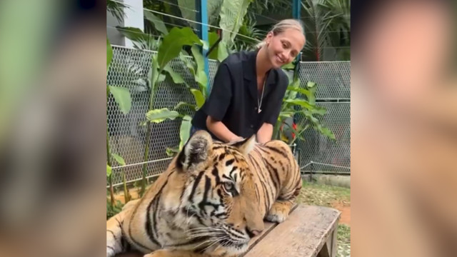Виктория Синицина на отдыхе пообщалась с тиграми