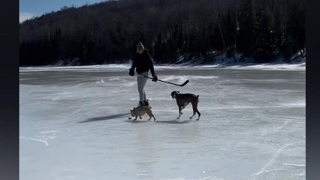 Щербак играет в хоккей с собаками на замёрзшем озере