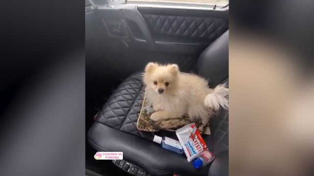 Панин показал, как катается с собакой на машине