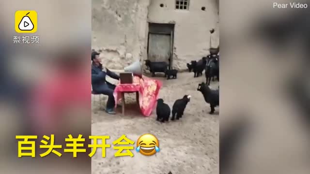 Фермер устроил заседание с козами Фермер устроил заседание с козами
