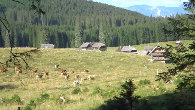 Видео превью