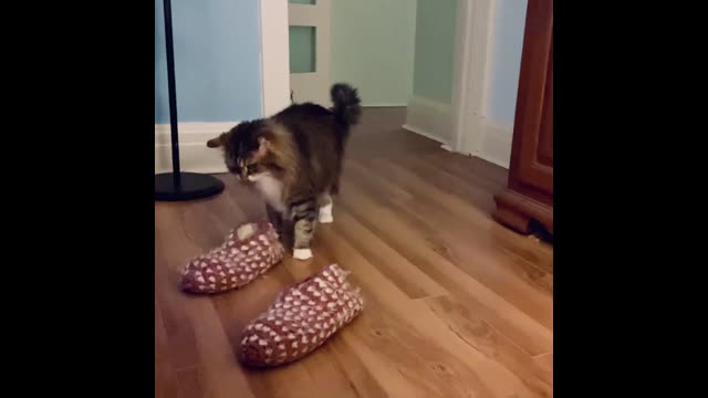 Удивительная история - спасенная кошка каждое утро приносит тапочки хозяйке (с видео) Удивительная история: спасенная кошка каждое утро приносит тапочки хозяйке (с видео)